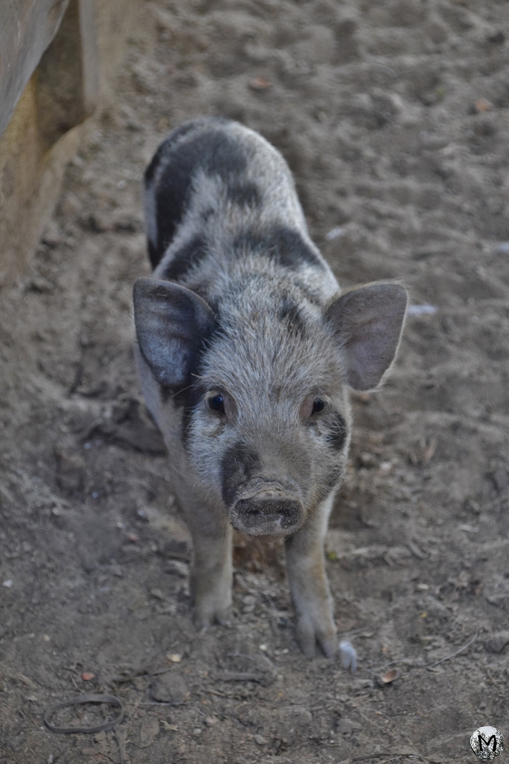 Cochon à la ferme découverte de Saint-André