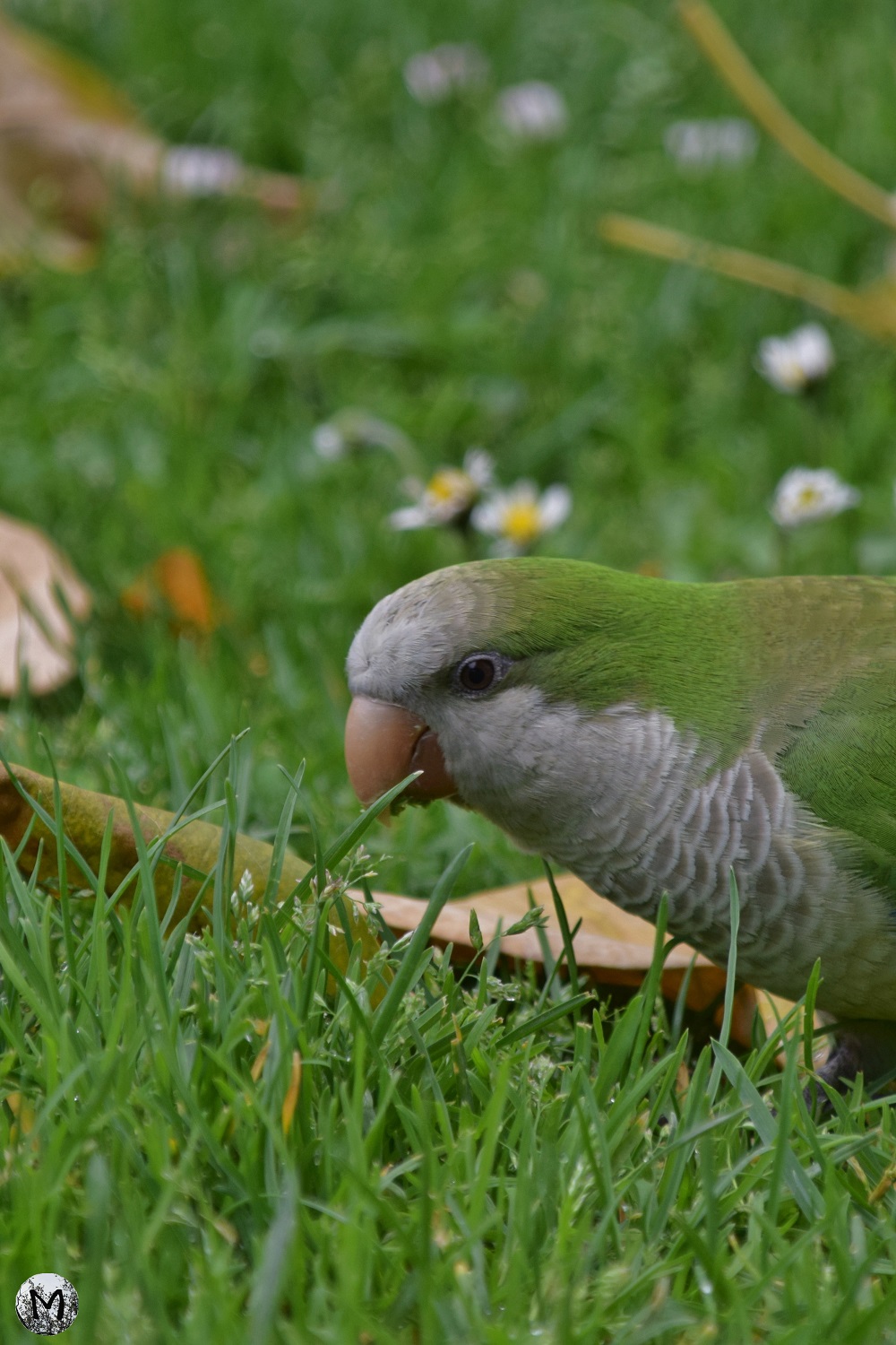 Perruche sur la pelouse du Parc de Barcelone