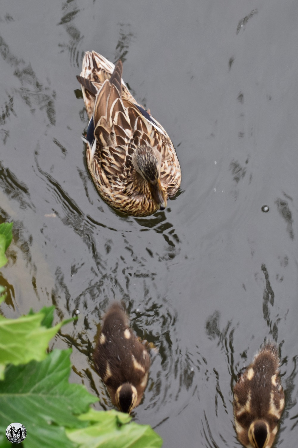 Une cane avec ses deux canetons dans l'eau