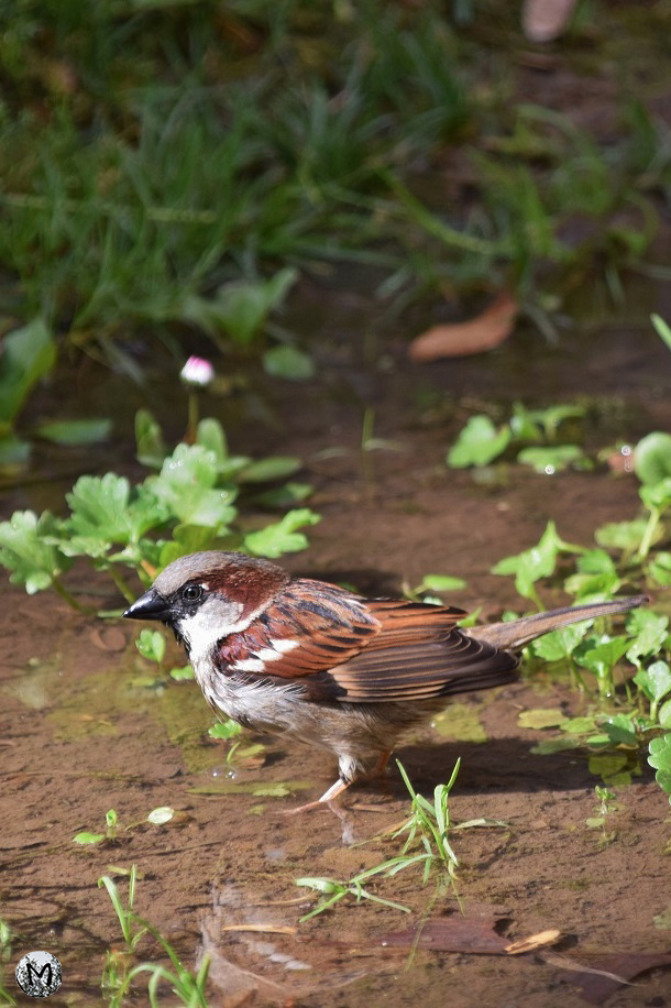 Oiseau dans une flaque d'eau à Barcelone