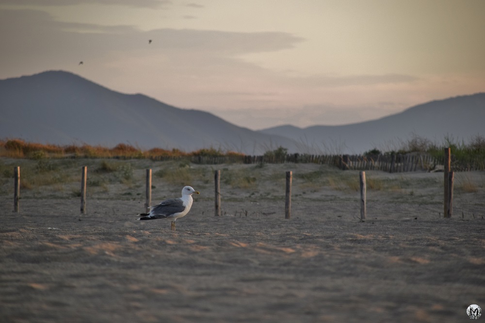 Oiseau marin sur la plage de St-Cyprien