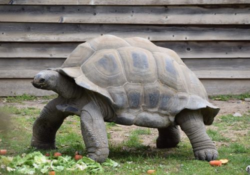 Tortue géante à la Vallée des Tortues