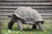 Tortue géante à la Vallée des Tortues