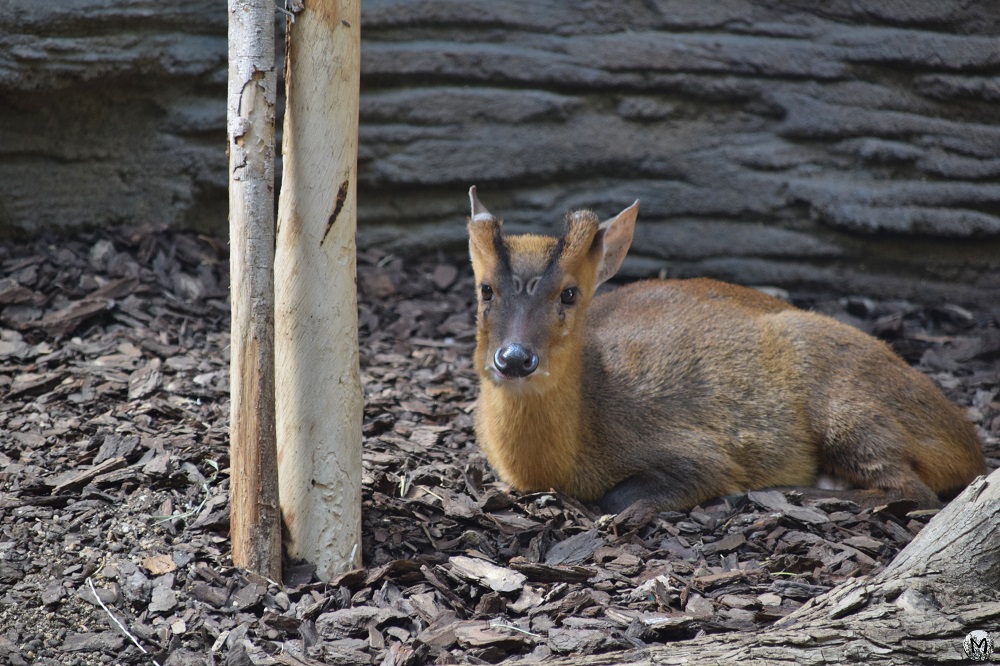 Animal couché au zoo de Barcelone
