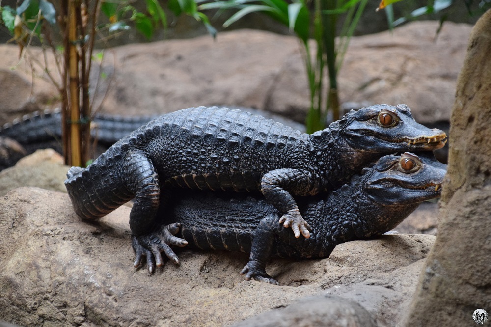 Bébés alligators l'un sur l'autre à Barcelone