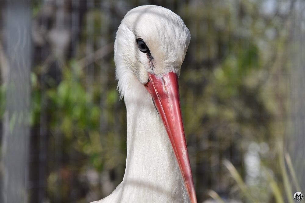 Cigogne blanche au Zoo de Barcelone