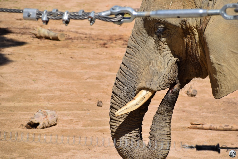 Éléphant dans son enclos au zoo de Barcelone
