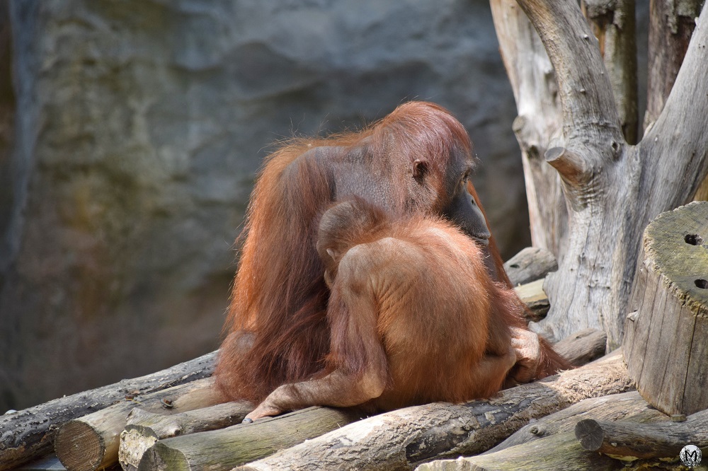 Maman et bébé Orang-outan à Barcelone