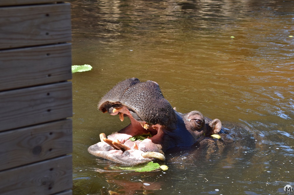Hippopotame qui mange dans l'eau