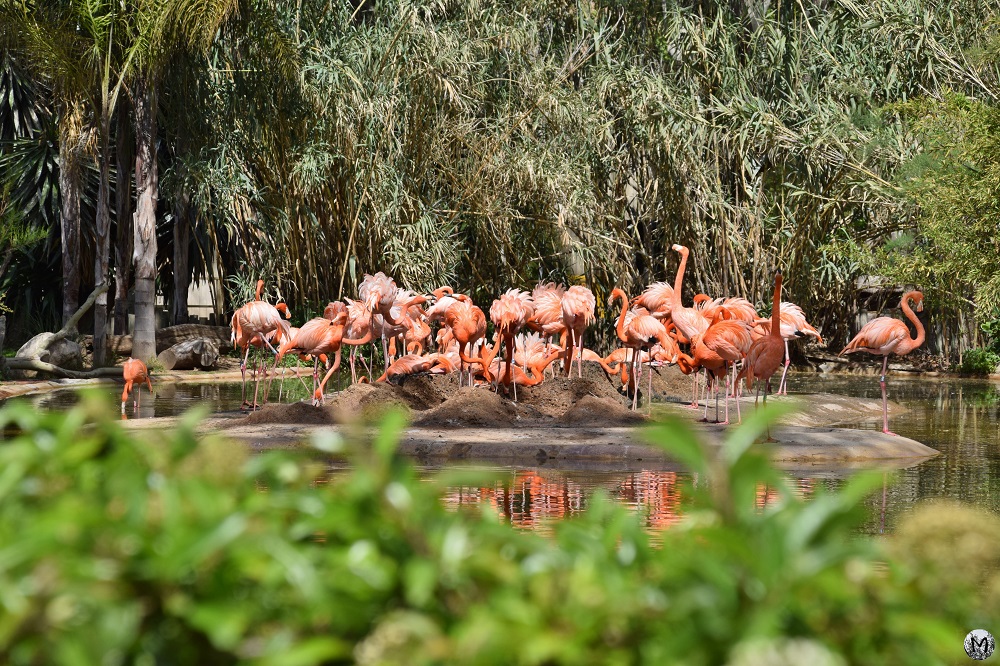 Flamants roses au zoo de Barcelone