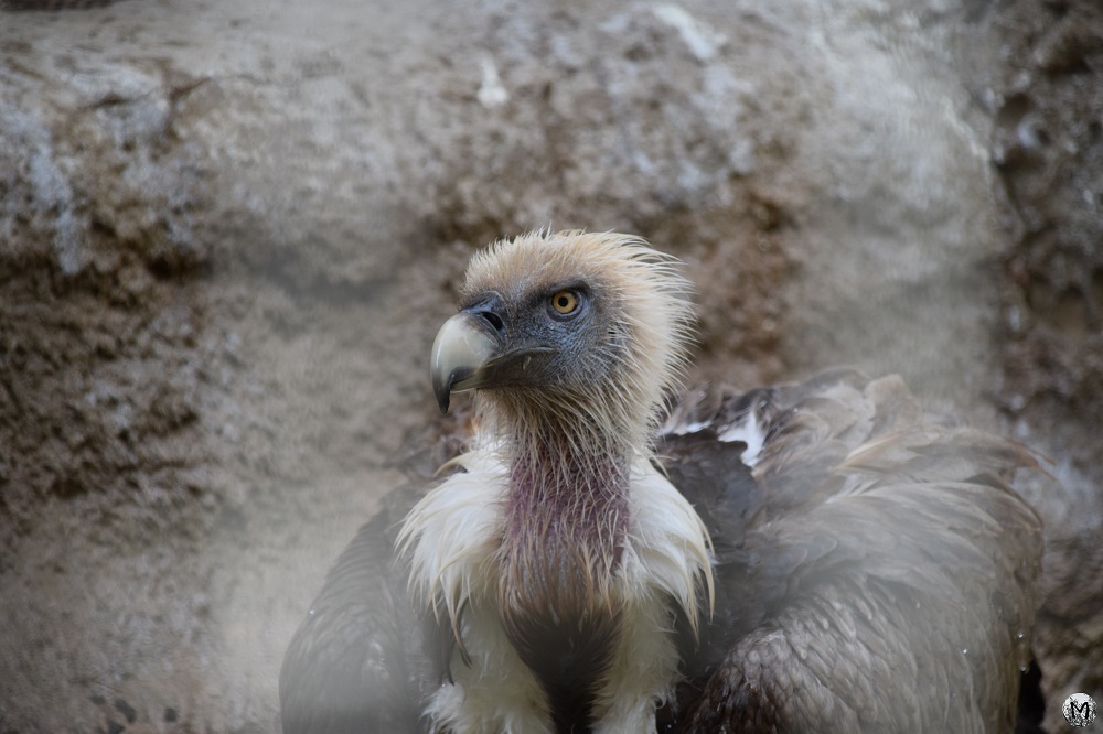 Vautour dans sa cage au zoo de Barcelone