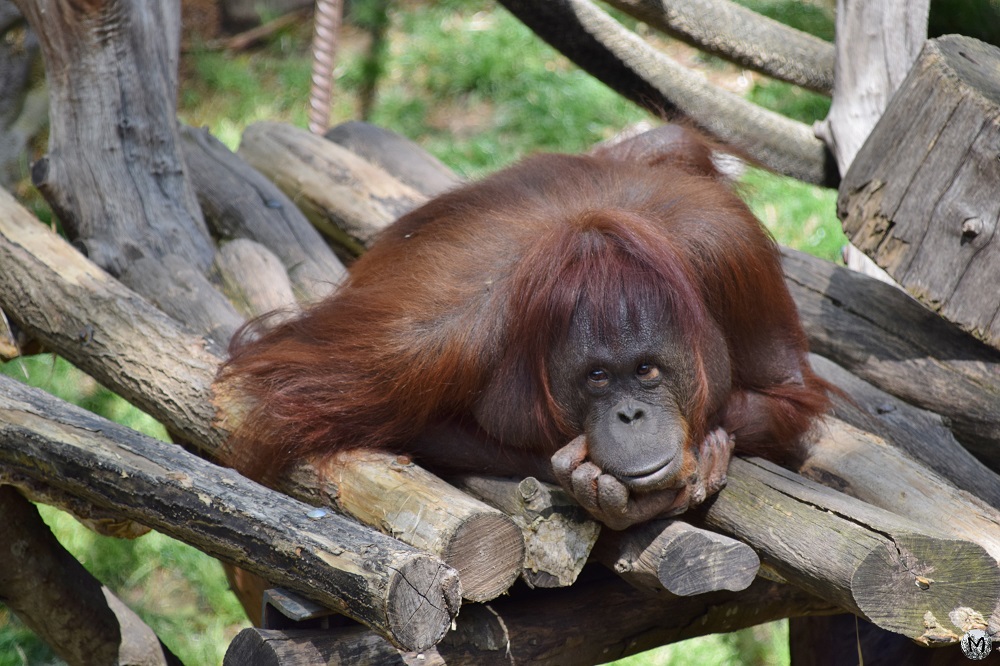 Orang-outan qui regarde l'appareil photo