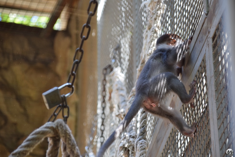 Bébé singe qui grimpe dans sa cage