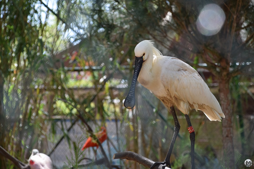 Spatule blanche au zoo de Barcelone