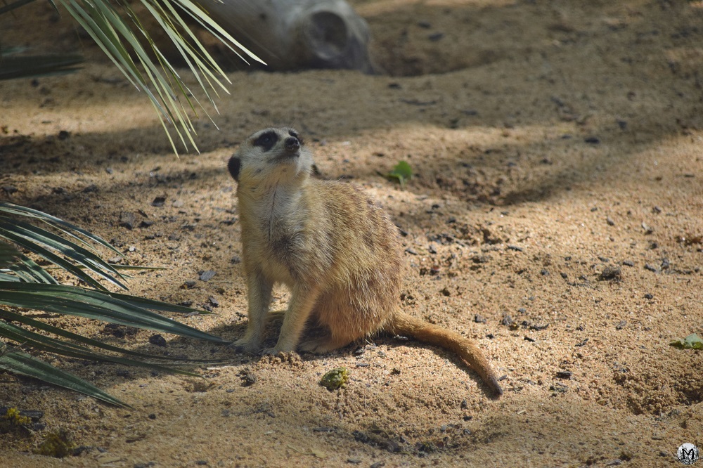 Suricate sur le sable au zoo de Barcelone