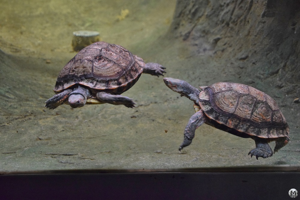 Tortues d'eau douce au Zoo de Barcelone