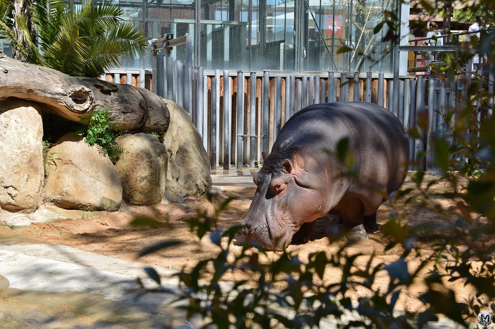 Hippopotame au Zoo de Barcelone