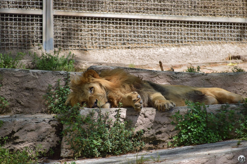 Lion dans son enclos au zoo de Barcelone