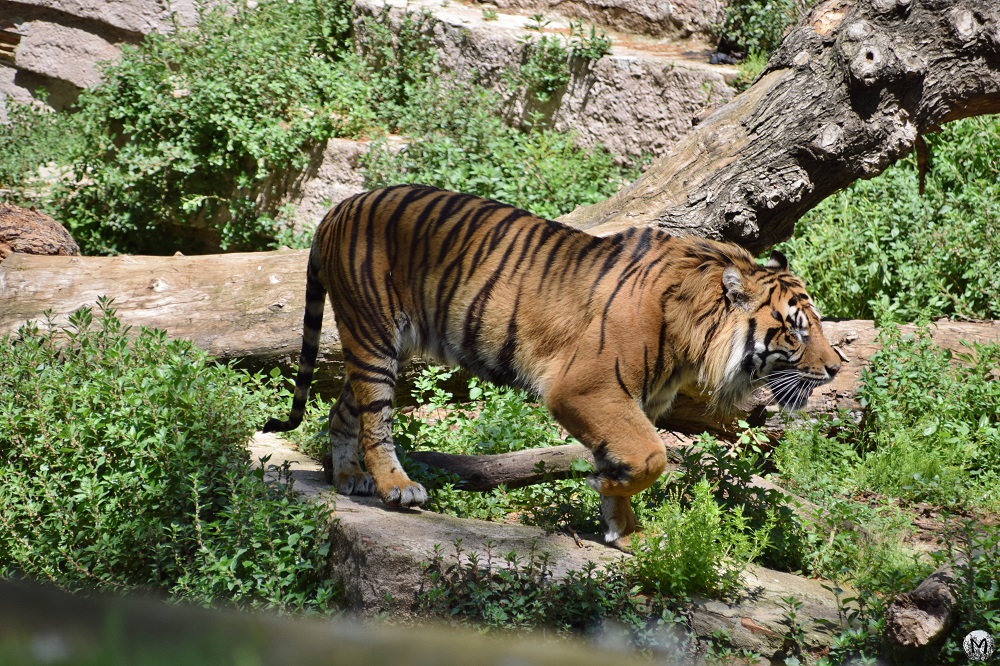 Tigre au Zoo de Barcelone