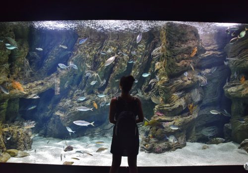 Mélanie Escach devant la vitre d'un aquarium à Banyuls-sur-Mer (le Biodiversarium)