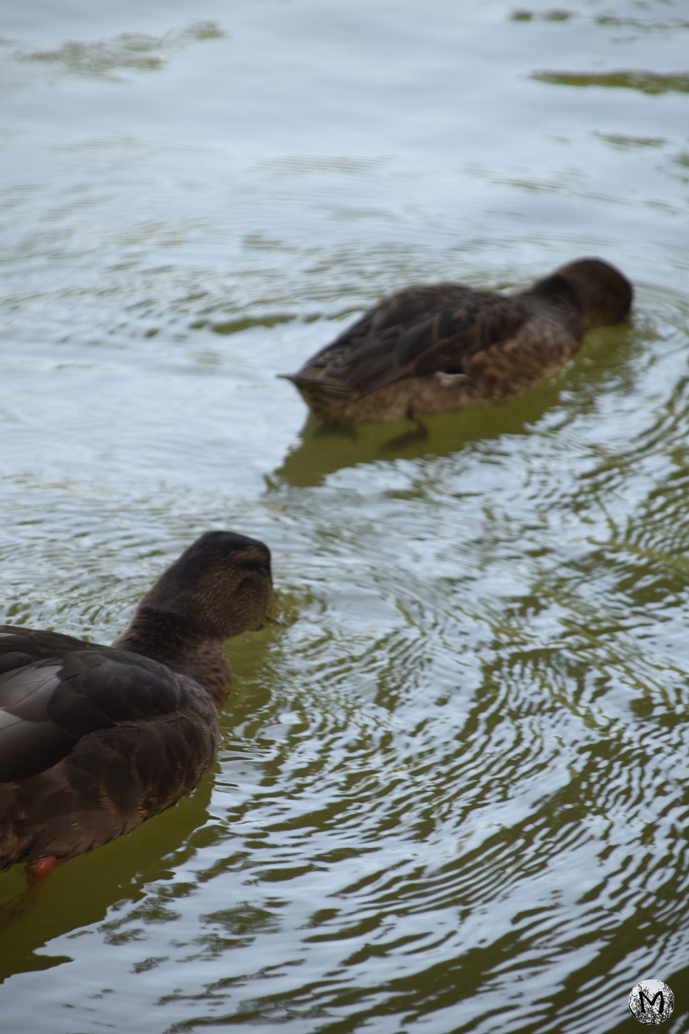 Canards dans une mare à Béziers