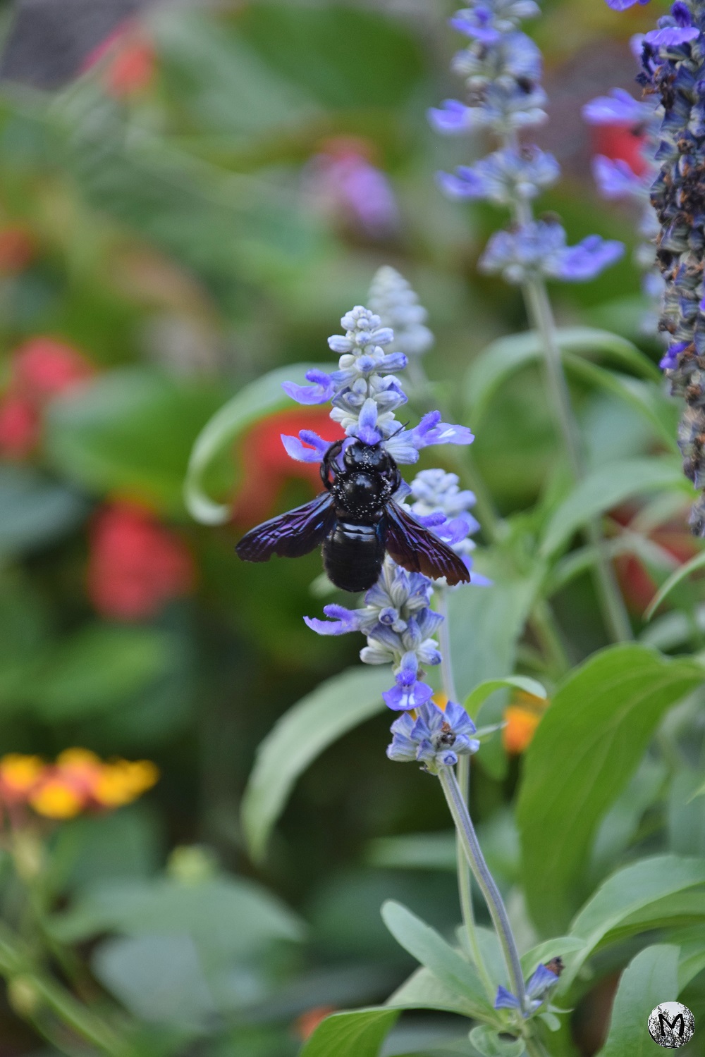 Abeille charpentière sur une fleur bleue