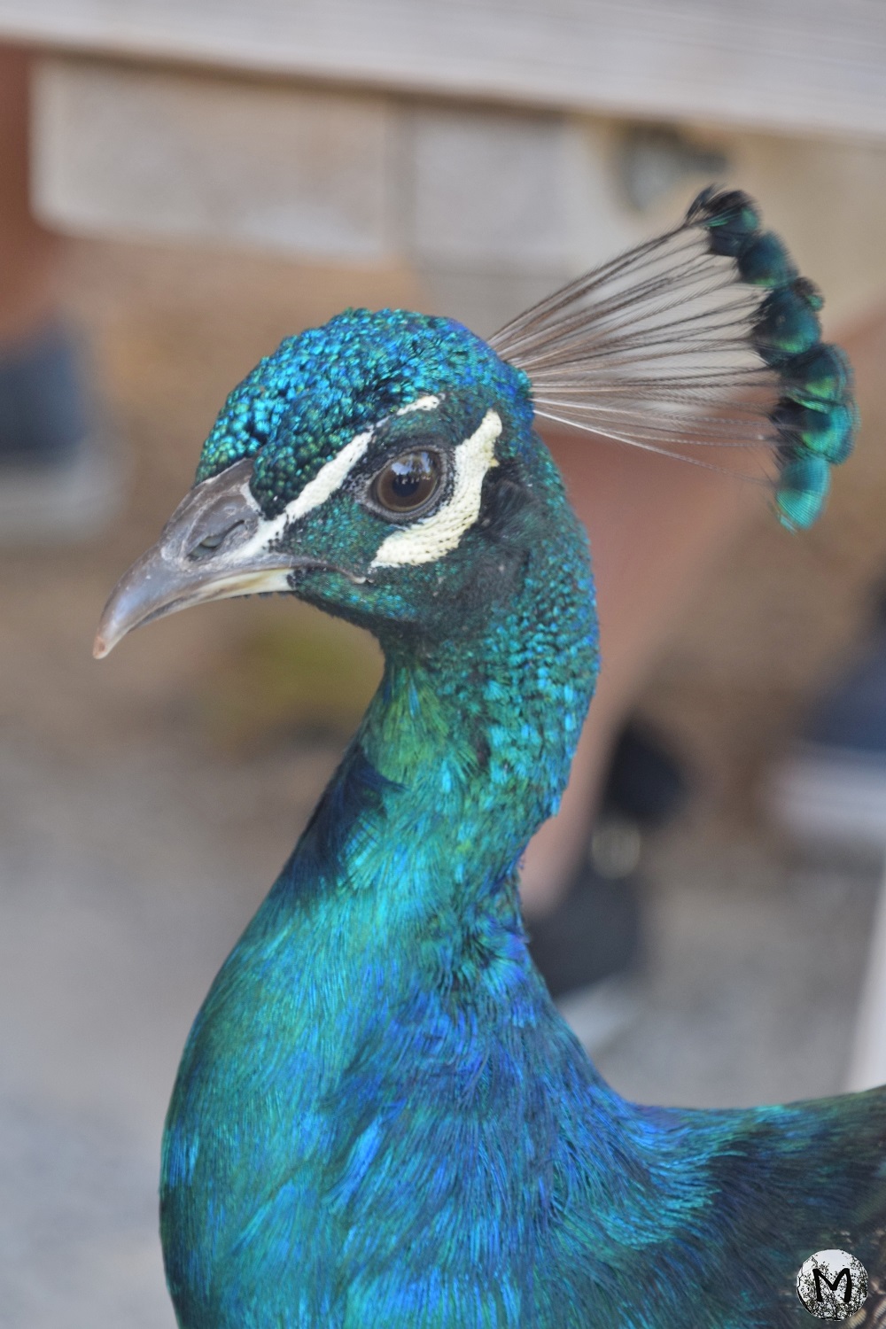 Tête d'un paon avec ses reflets turquoises