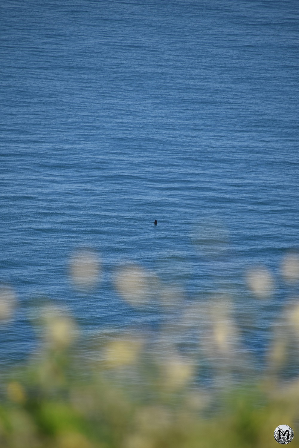 Aileron de poisson lune sortant de l'eau aperçue sur le sentier du littoral du Cap Béar.