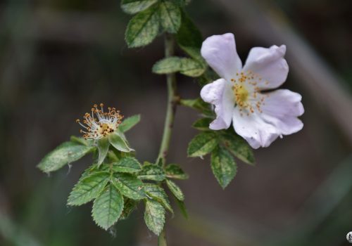 Rosier sauvage de couleur blanche