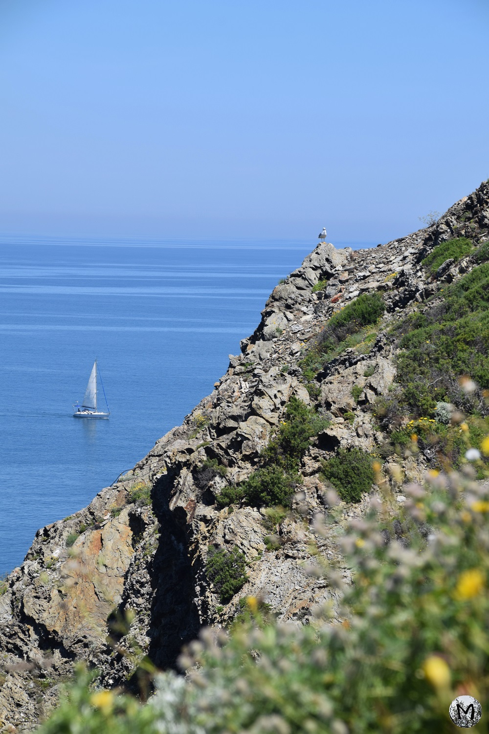 Bateau à voile naviguant près du Cap Béar avec un oiseau marin l'observant des falaises.