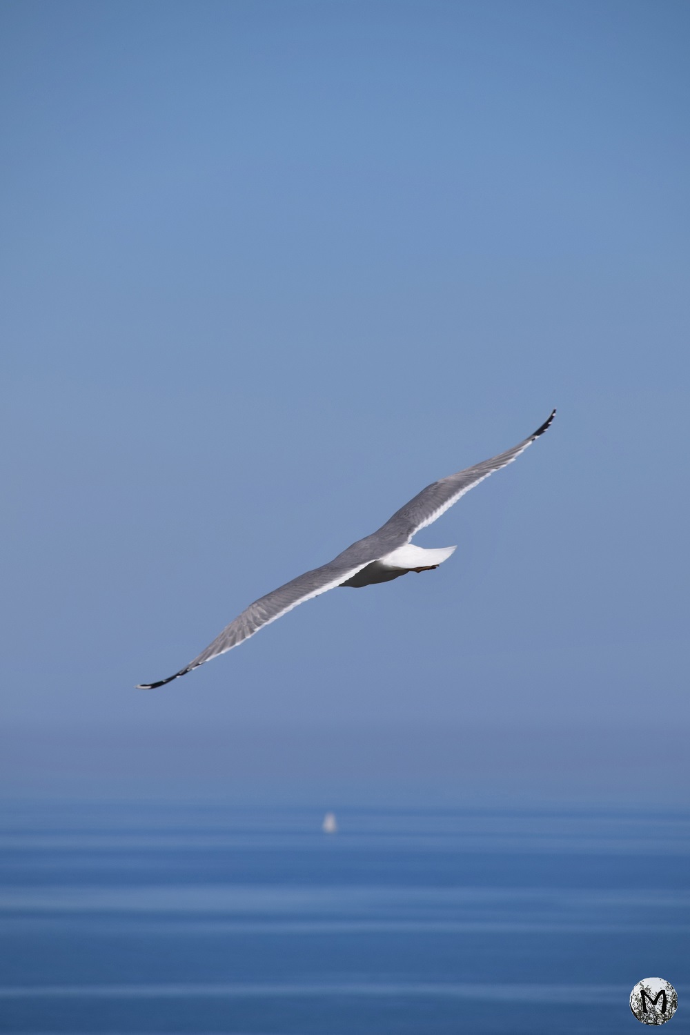 Oiseau marin survolant la mer Méditerranée : une photographie prise à partir du Cap Béar.