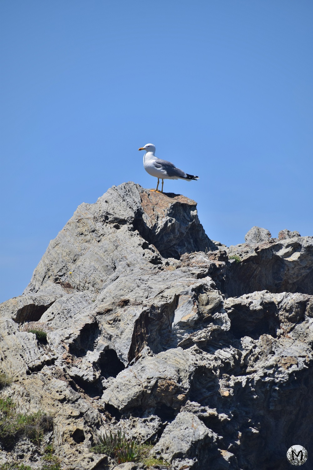 Goéland posé sur un rocher au Cap Béar