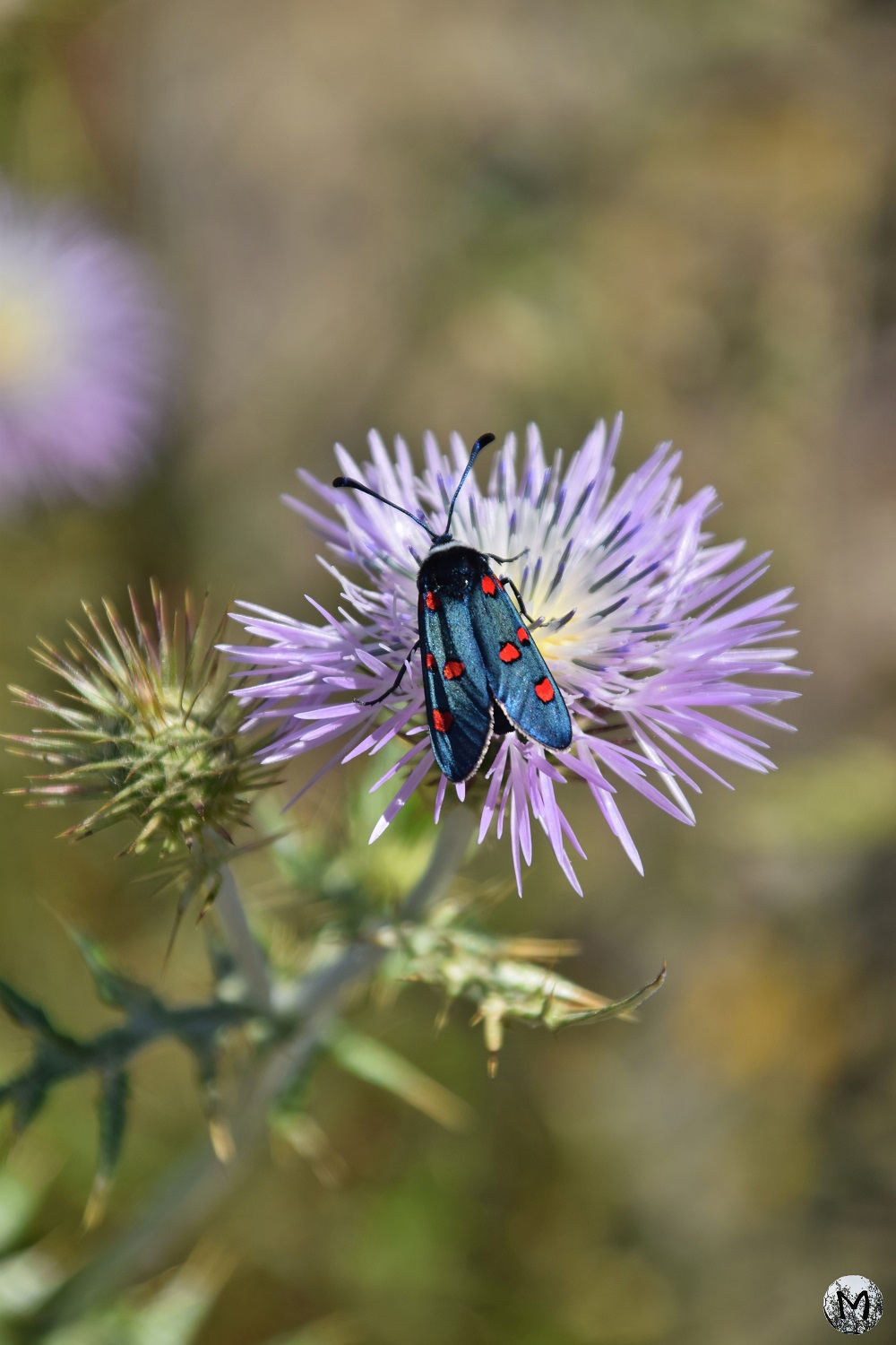 Zygène du Chevrefeuille sur une fleur pourpre
