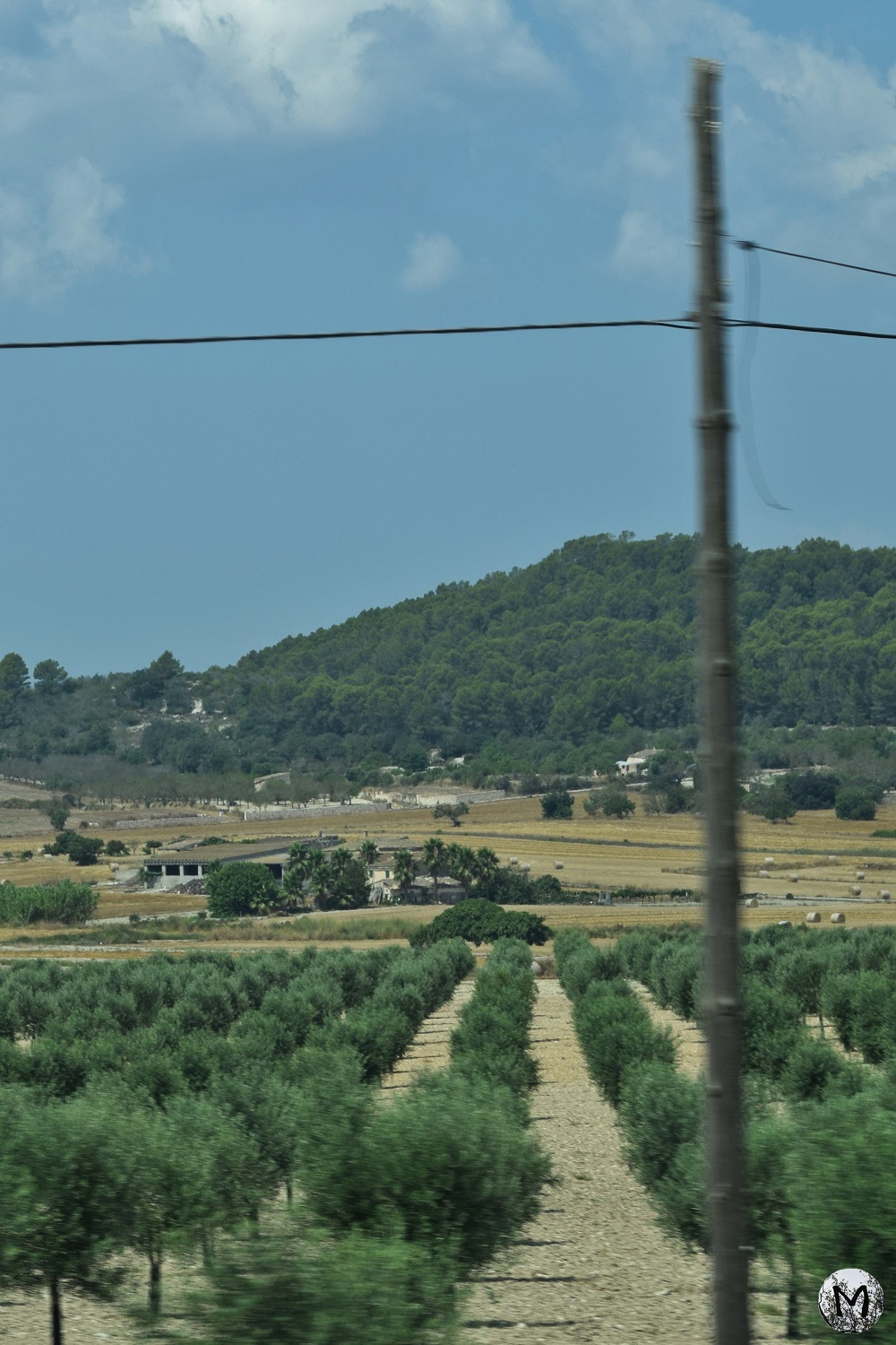 Champs d'arbres sur l'île de Majorque