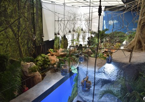 Décor immersif de jungle (vue en hauteur) à l'Aquarium Oniria de Canet-en-Roussillon.