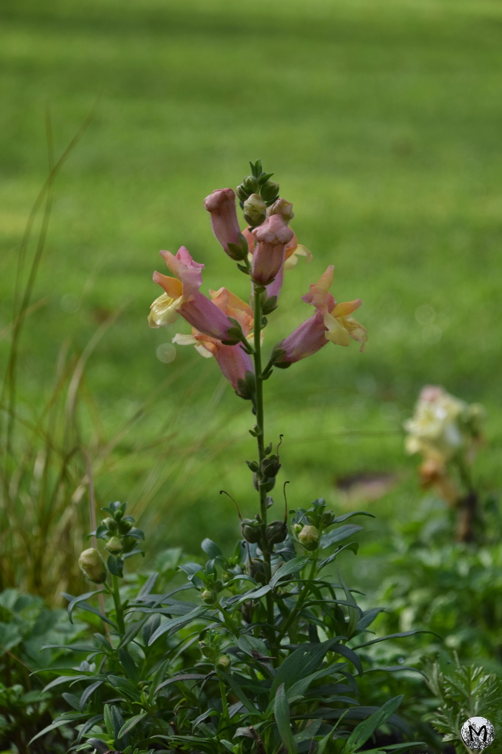 Fleurs dans le jardin des plantes de Toulouse