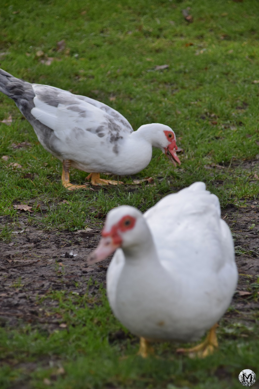 Oies blanches sur la pelouse à Toulouse