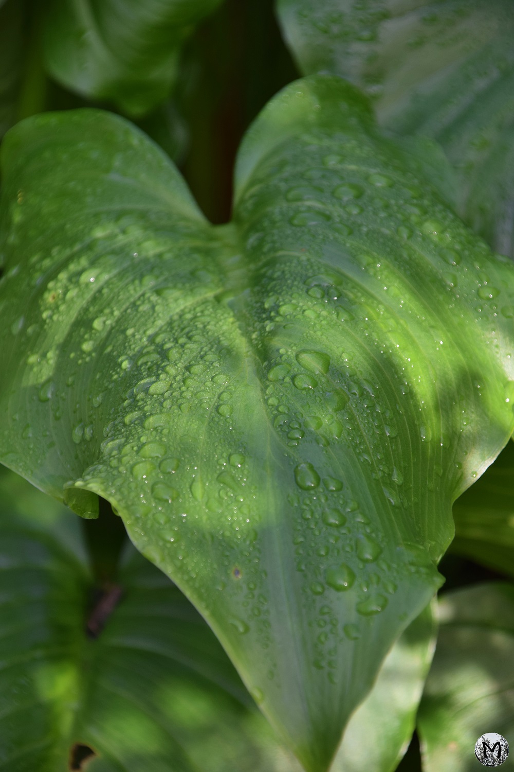 Gouttes de pluie sur une grande feuille verte