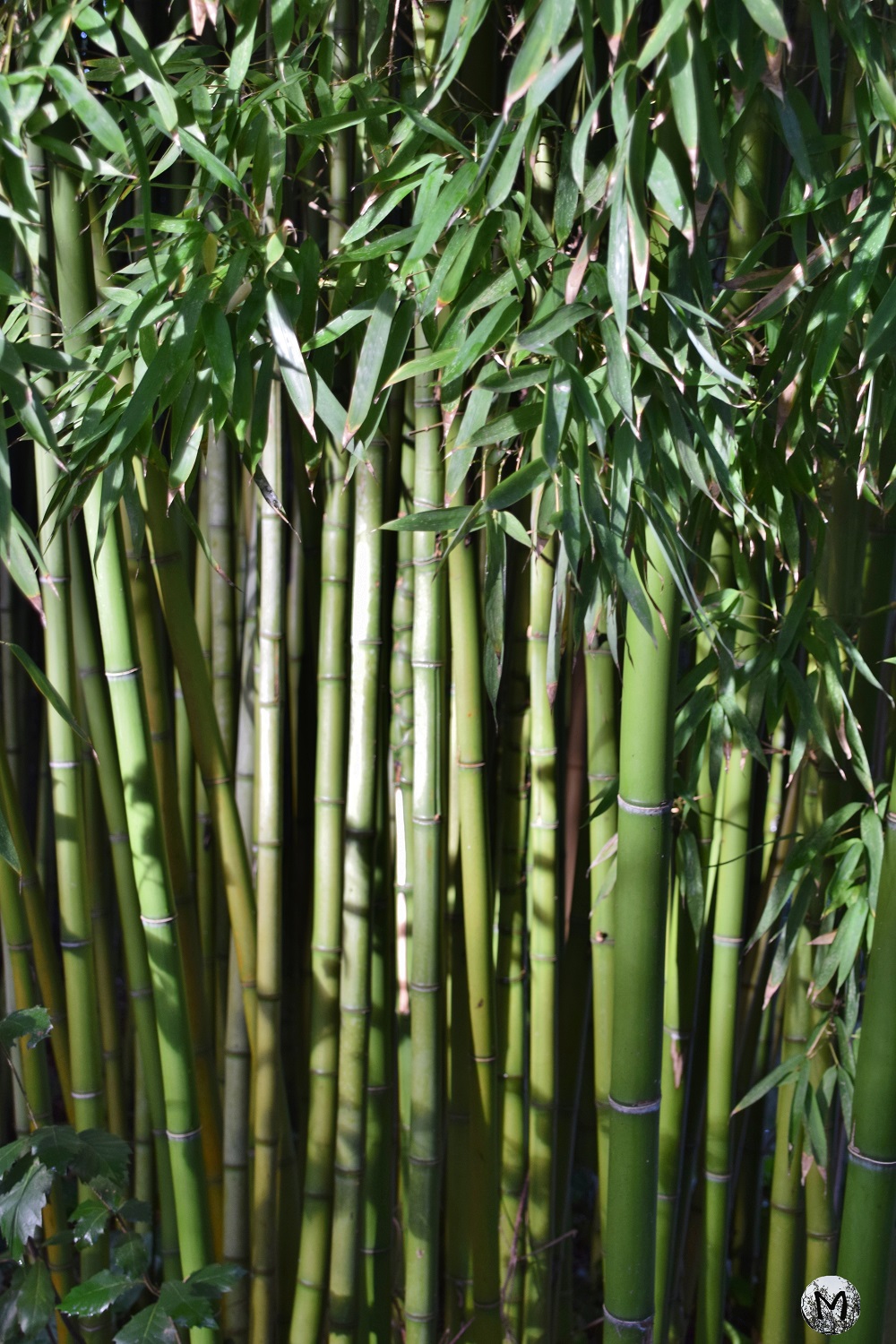 Bambous dans le Jardin Compans Caffarelli