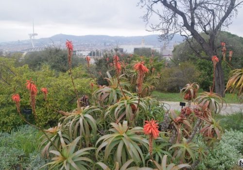 Aloe Arborescens en fleurs au jardin botanique de Barcelone (Mont-Juïc).